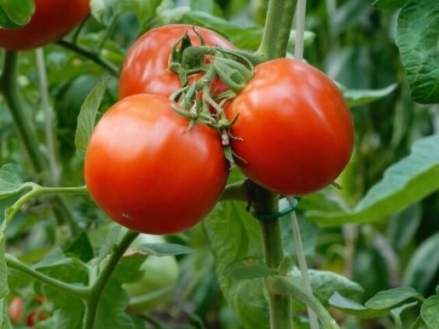 Tomate