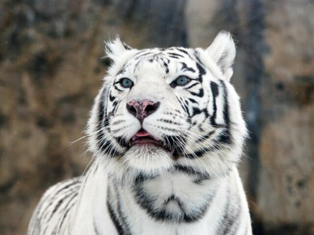 Tigre Branco