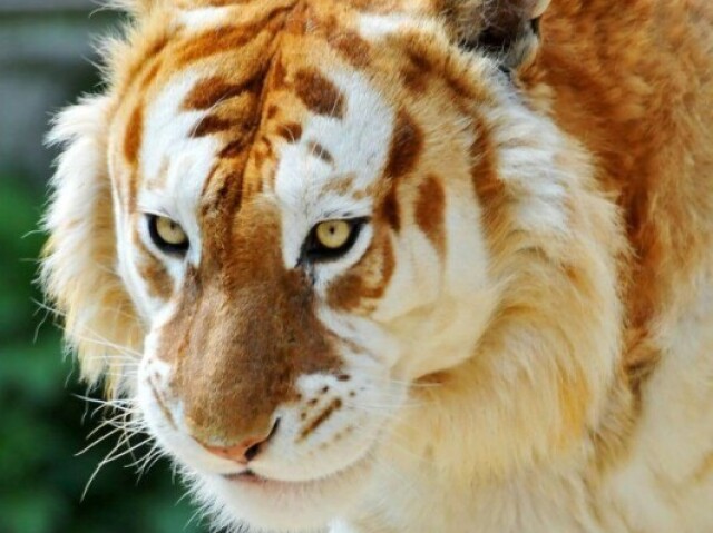 Tigre Dourado