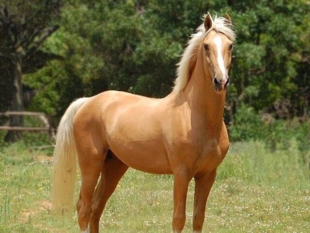 Ter um cavalo seria um sonho para mim! Ele adoraria cavalgar comigo e seria o meu melhor companheiro. O cavalo passearia por onde quisesse na minha fazenda e seria muito animado