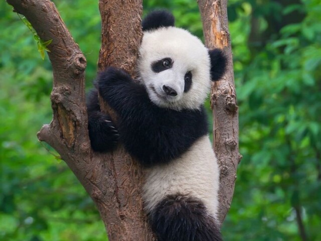 Ah... Eu posso sonhar um pouquinho?! Adoraria ser dona de um urso panda ou algo do tipo! Sério! Já viu os vídeos deles brincando com os cuidadores de zoológicos? Eu nem precisaria ser a proprietária de um desses ursinhos... passando a mão em um já seria ótimo!