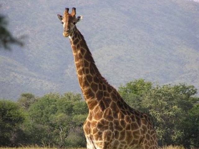 Girafa