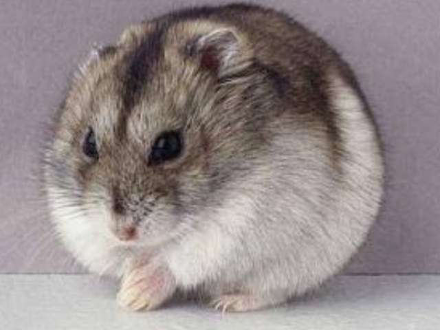 Hamster