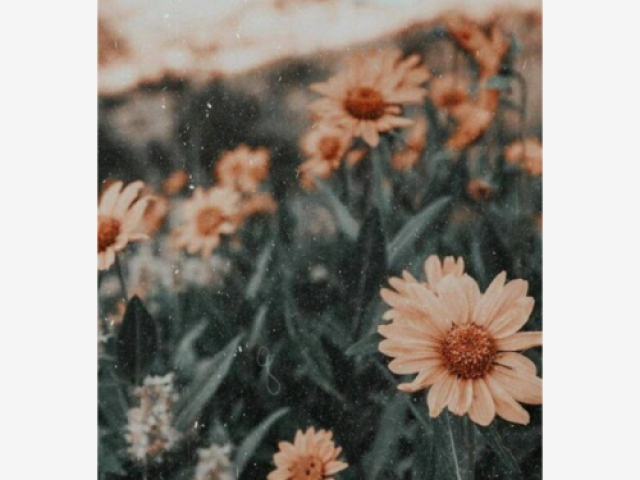 🌻