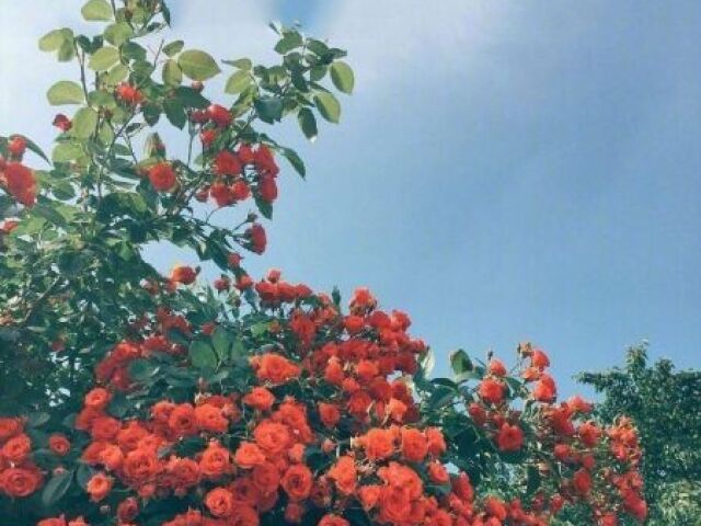 AESTHETIC FOWER🌻