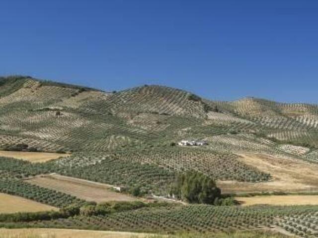 Os campos de Oliveiras