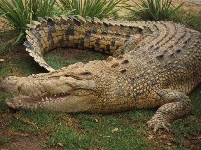 Crocodilo