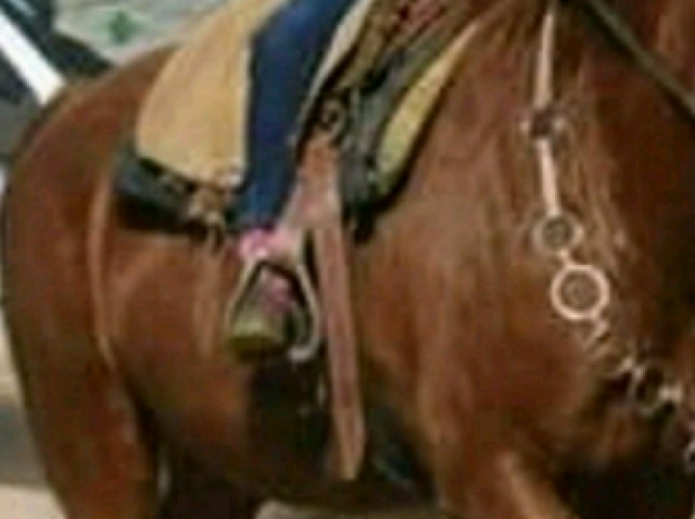 Cavalo