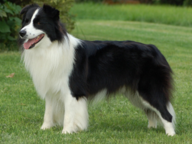 border collie