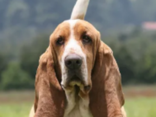 Basset hound