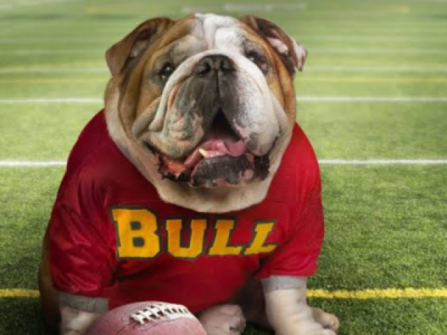 Bulldog ingles