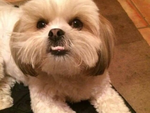 Lhasa apso