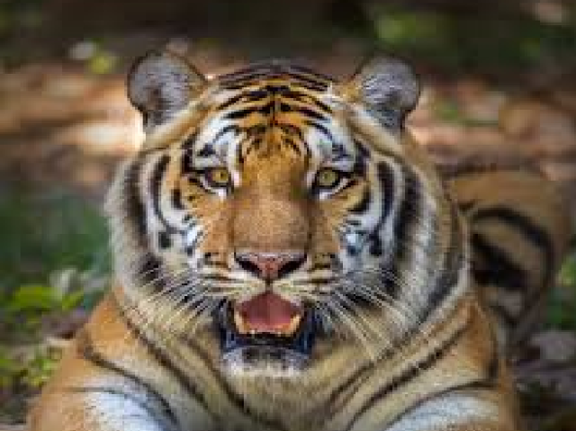 TIGRE