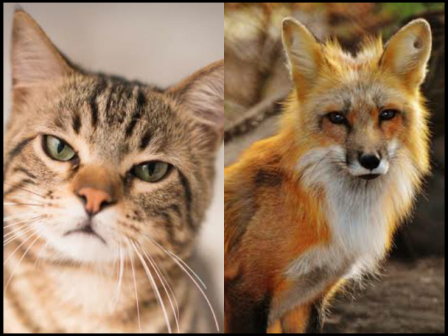 Qual animal te representa?