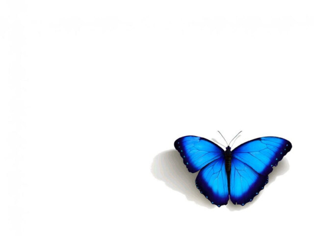 borboleta azul