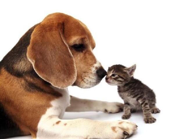 Qual animal você é?