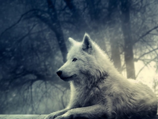 Lobo