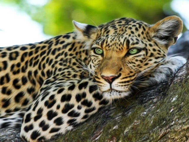 Leopardo