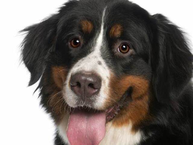 Cão