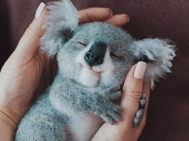 Koala