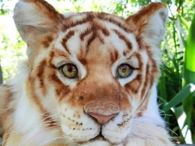 Tigre