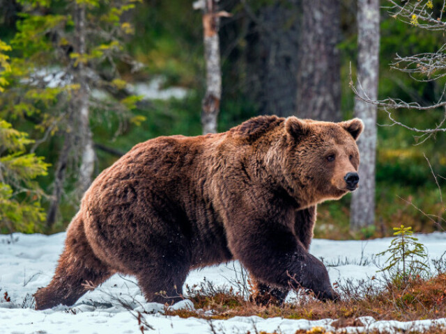 Urso(Representa a força).