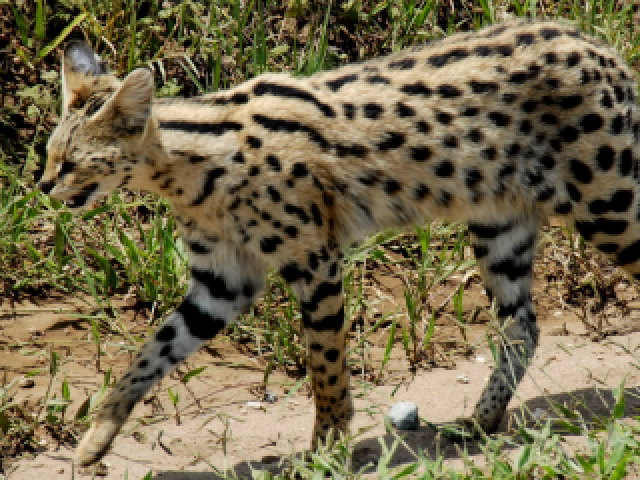 Um gato doméstico e um serval (felino raro que vive na África)