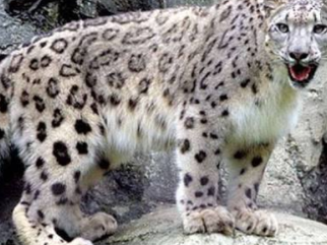 Um gato doméstico e um leopardo das neves