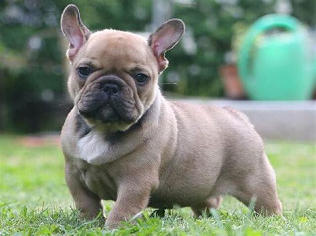 Bulldog Frances: