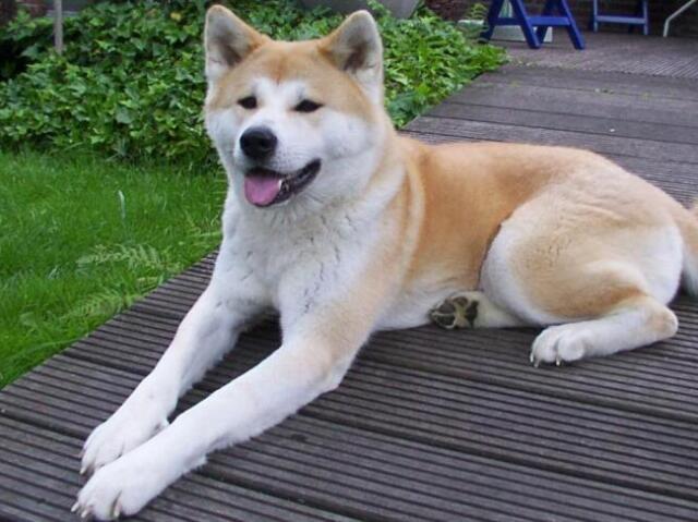 Akita:
