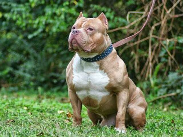 Americ Bully:
