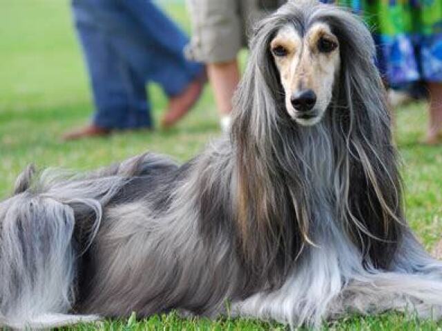 Afghan Hound: