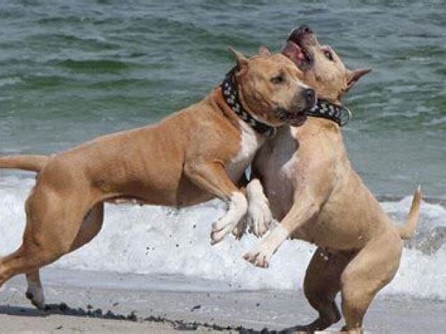 American staffordshire terrier: