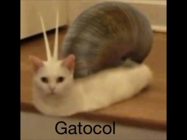 Gacol