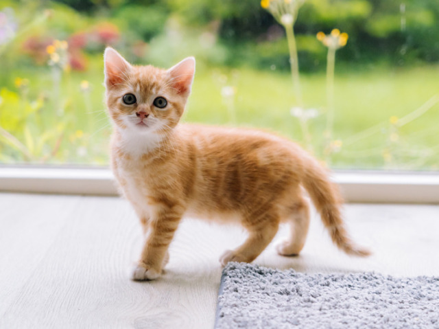 Um gatinho