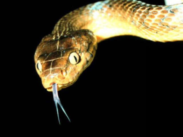 Serpente