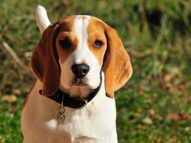 Cachorro