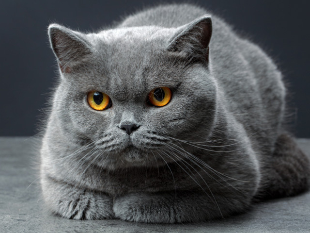Gato