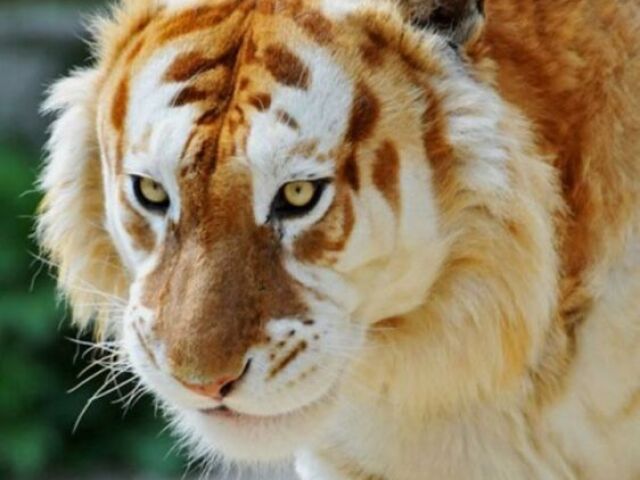 Tigre