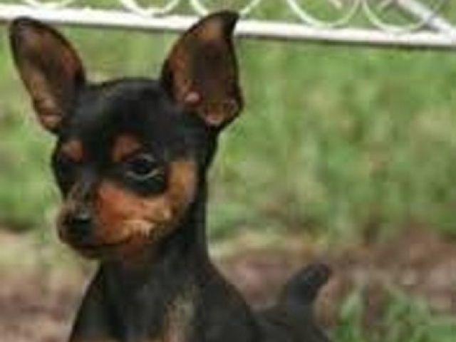 PINSCHER