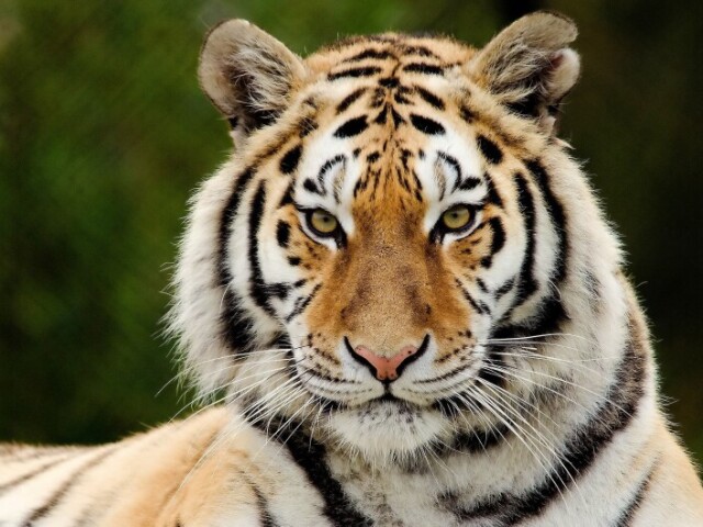 Tigre