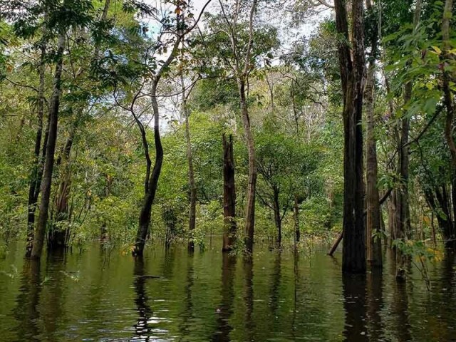 Amazônia