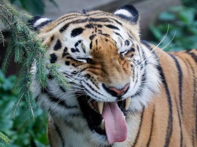 Tigre