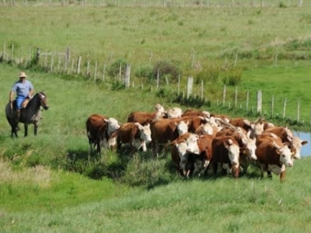 Vacas para representar suas inimigas