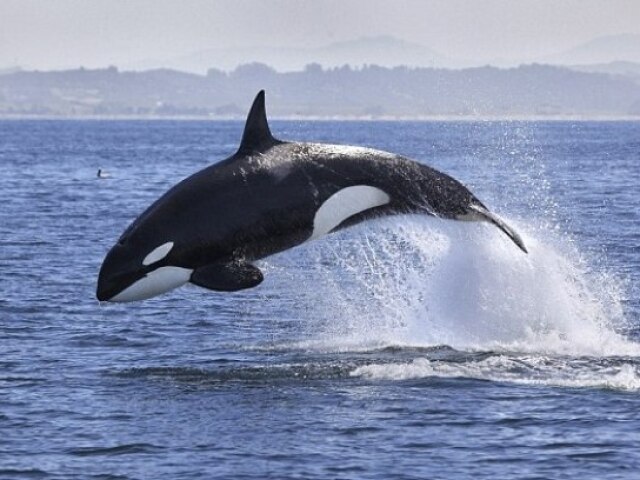 Baleia