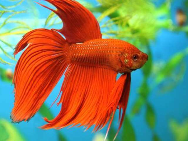 Peixe