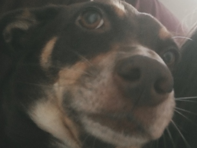 Cachorro Akita
