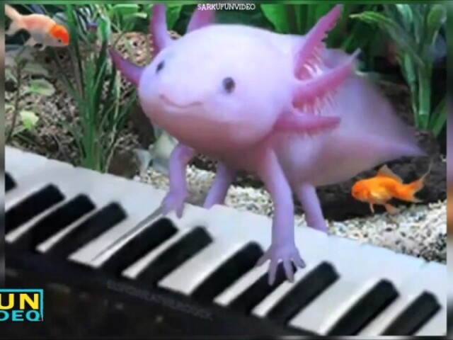 axolotl