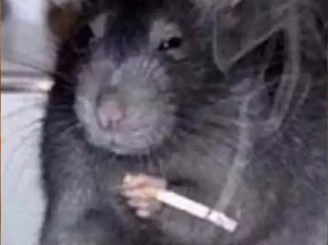 esse rato fumando