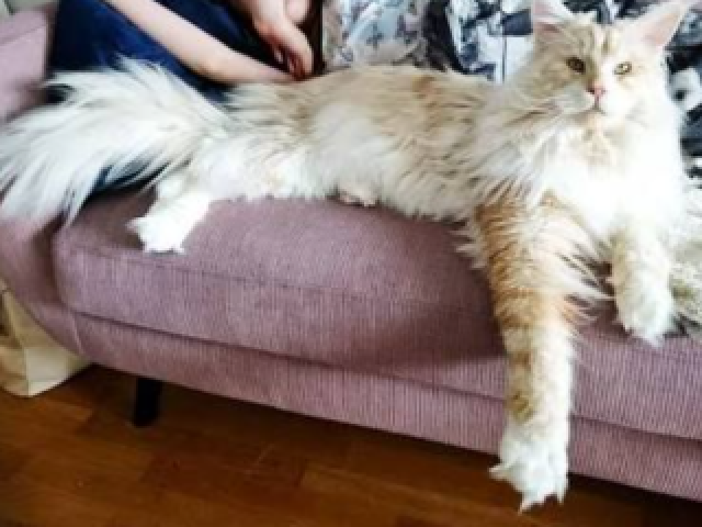 Maine coon